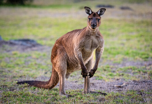 Portrait of a western grey kangaroo, Macropus Fuliginosus, subspecies Kangaroo Island kangaroo.