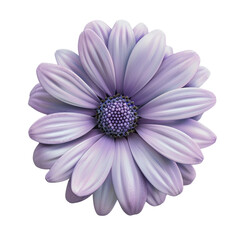 Obraz premium A Close-Up of a Purple Flower