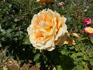Caramella color floribunda rose close-up. Beautiful Rosa 'Diamond Jubilee' is a yellow caramella...
