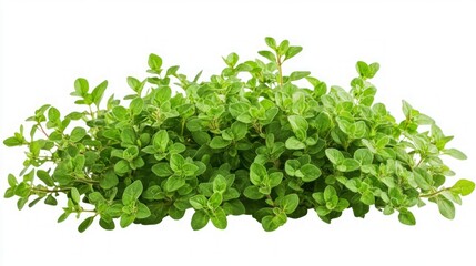 Obraz premium Fresh Oregano Herb - Vibrant Green Goodness