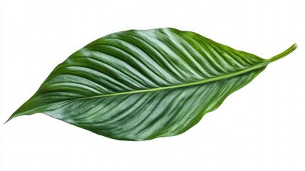 Obraz premium Stunning Green Tropical Leaf