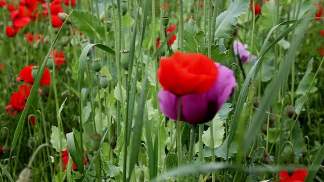 A meadow with many poppy blossoms (papaver) and capsules slowly swinging back and forth in the wind