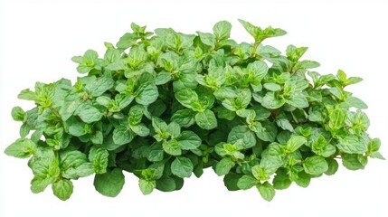 Obraz premium Fresh Mint Herb Plant - Vibrant Green Leaves