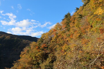 Obraz premium 紅葉