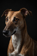 Portrait of dog illuminated by single spotlight against black background.