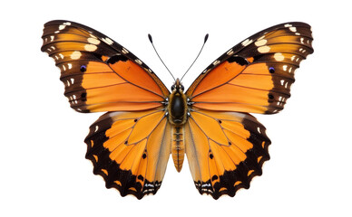 Macro of butterfly isolated on white transparent  background, Danaus chrysippus, top view, Butterfly PNG 