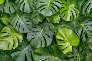 Fototapeta premium Lush green monstera leaves create a vibrant tropical backdrop in a natural setting