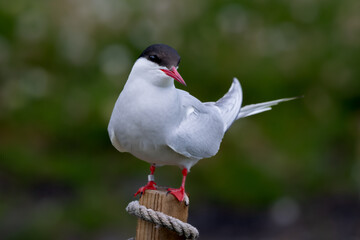 Seabird Species Arctic Tern (Sterna Paradisaea) On The Isle Of May In The Firth Of Forth Near...