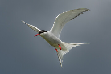Seabird Species Arctic Tern (Sterna Paradisaea) Flies During Hunt For Fish On The Isle Of May In...