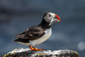 Seabird Species Atlantic Puffin (Fratercula arctica) With Sandeels On The Isle Of May In The Firth...