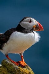 Seabird Species Atlantic Puffin (Fratercula arctica) On The Isle Of May In The Firth Of Forth Near...