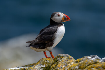 Seabird Species Atlantic Puffin (Fratercula arctica) On The Isle Of May In The Firth Of Forth Near...