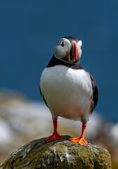 Seabird Species Atlantic Puffin (Fratercula arctica) On The Isle Of May In The Firth Of Forth Near...