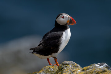 Seabird Species Atlantic Puffin (Fratercula arctica) On The Isle Of May In The Firth Of Forth Near...