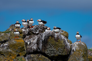Group Of Seabird Species Atlantic Puffin (Fratercula arctica) On The Isle Of May In The Firth Of...