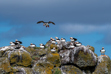 Group Of Seabird Species Atlantic Puffin (Fratercula arctica) On The Isle Of May In The Firth Of...