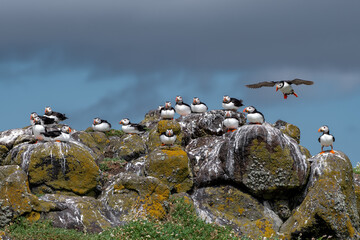 Group Of Seabird Species Atlantic Puffin (Fratercula arctica) On The Isle Of May In The Firth Of...
