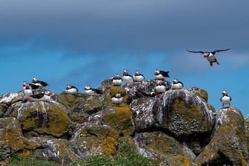 Group Of Seabird Species Atlantic Puffin (Fratercula arctica) On The Isle Of May In The Firth Of...