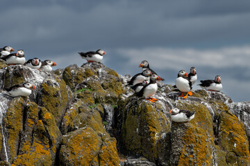 Group Of Seabird Species Atlantic Puffin (Fratercula arctica) On The Isle Of May In The Firth Of...