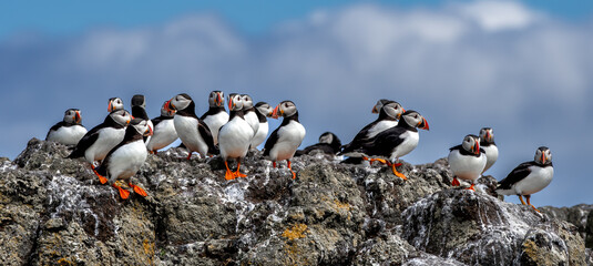 Group Of Seabird Species Atlantic Puffin (Fratercula arctica) On The Isle Of May In The Firth Of...