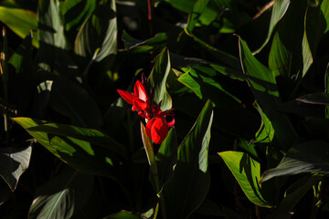 One red flower among green leafs