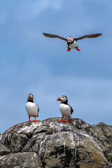 Group Of Seabird Species Atlantic Puffin (Fratercula arctica) On The Isle Of May In The Firth Of...