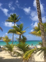 Obraz premium palm trees on the beach