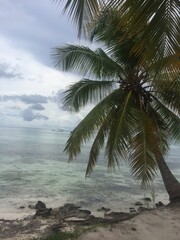 palm tree on the beach