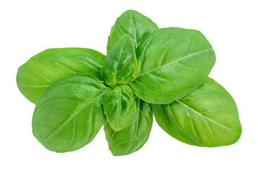 Basil isolated. Organic Green  Basil leaf  on white background. Food ingredient, design element  Top view. Flat lay.