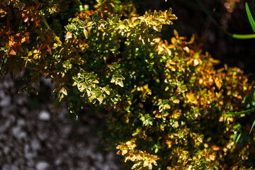 Fototapeta premium Autumn bushes