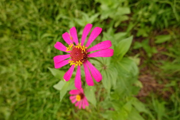 Obraz premium Sunny summer day.In a flower bed in a large number various zinnias grow and blossom.