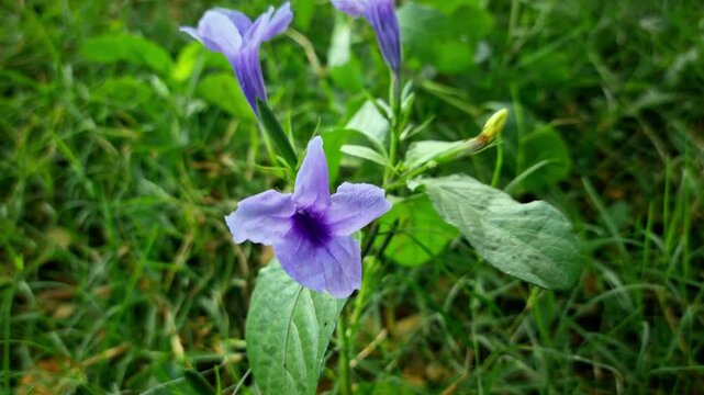 purple crocus flowers, Beautifull puple flower in garden surround by green grass