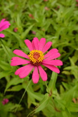 Obraz premium Sunny summer day.In a flower bed in a large number various zinnias grow and blossom.