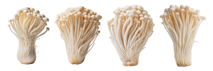 Fresh enoki mushrooms, white isolate background.