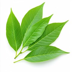 Fototapeta premium Stunning Macro Photo of Lush Henna Tree Leaves on Clean White Background