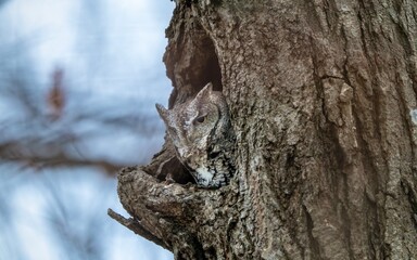 Obraz premium Eastern Screech Owl waking up and taking a peek outside from his home inside the tree 