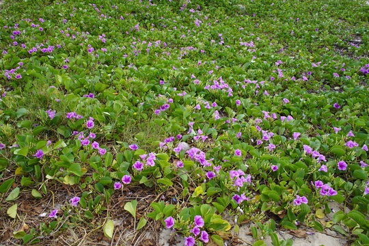 Ipomoea pes-caprae, also known as bayhops, bay-hops, beach morning glory, railroad vine, or goat's foot, is a common pantropical creeping vine belonging to the family Convolvulaceae. 