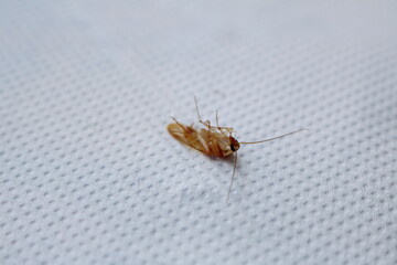 Close-Up of a Brown Cockroach on a Neutral Surface
