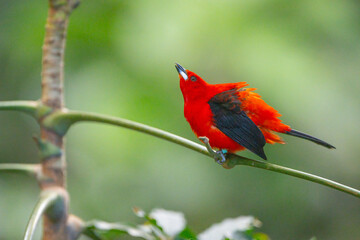 Brazilian tanager, Ramphocelus bresilia, a beautiful bright red bird doing a display