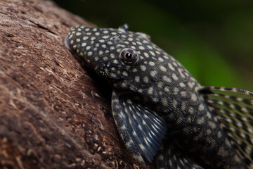 Anzistrus spez. Antennenwels