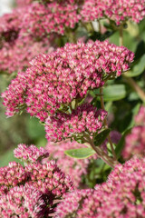 Obraz premium Blooming flower umbels of an orpine plant (Sedum telephium).