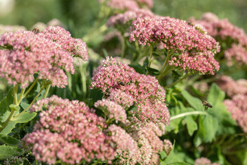 Blooming flower umbels of an orpine plant (Sedum telephium).