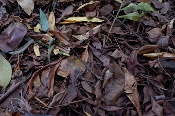 Fototapeta premium close up of dry leaves