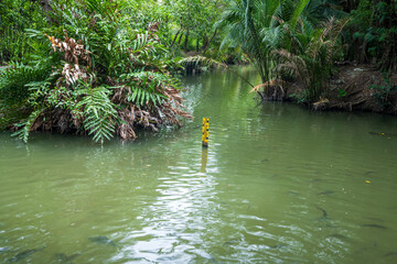 In the canal, the palm palms' stems curve together.Fish in the canal, too. Water level scale on a yellow pole