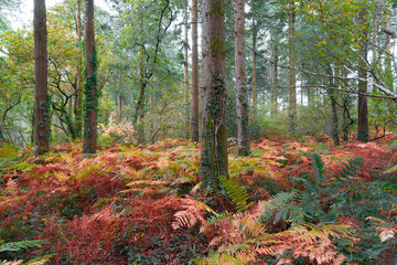 Idless woods autumn scene cornwall uk 