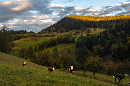 cows in the mountains