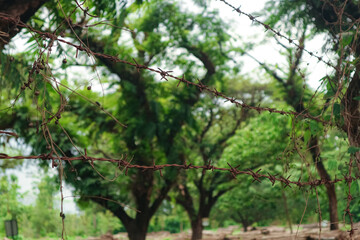 Fototapeta premium A rusty barbed wire fence stretches across a lush green landscape. The contrast between the sharp wire and the peaceful nature creates a sense of tension.