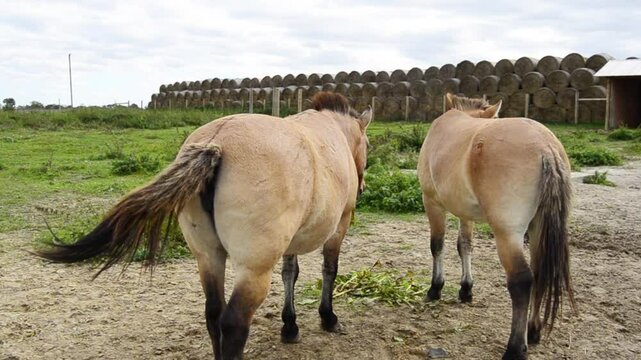 Brown horses Przewalski's horse (Equus przewalskii) walk in ecofarm.