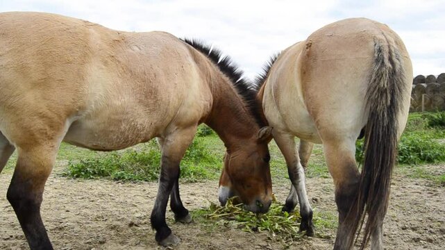 Brown horses Przewalski's horse (Equus przewalskii) walk in ecofarm.