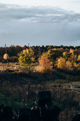 Autumn landscape of beautiful nature. Golden trees in the forest.